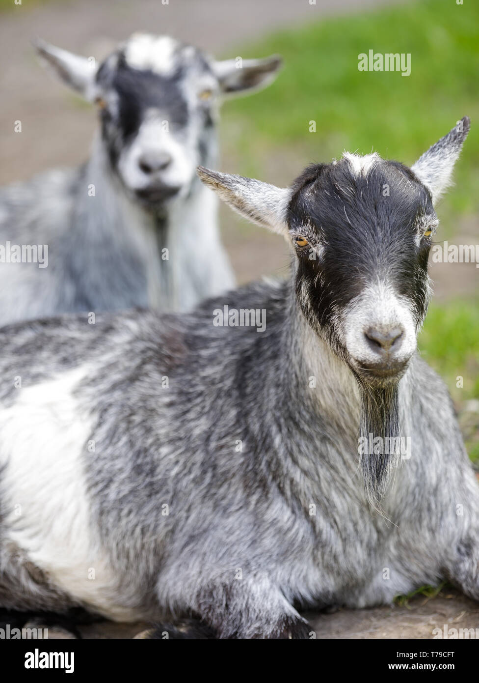 Pygmy goats cooling in the shade. Stock Photo