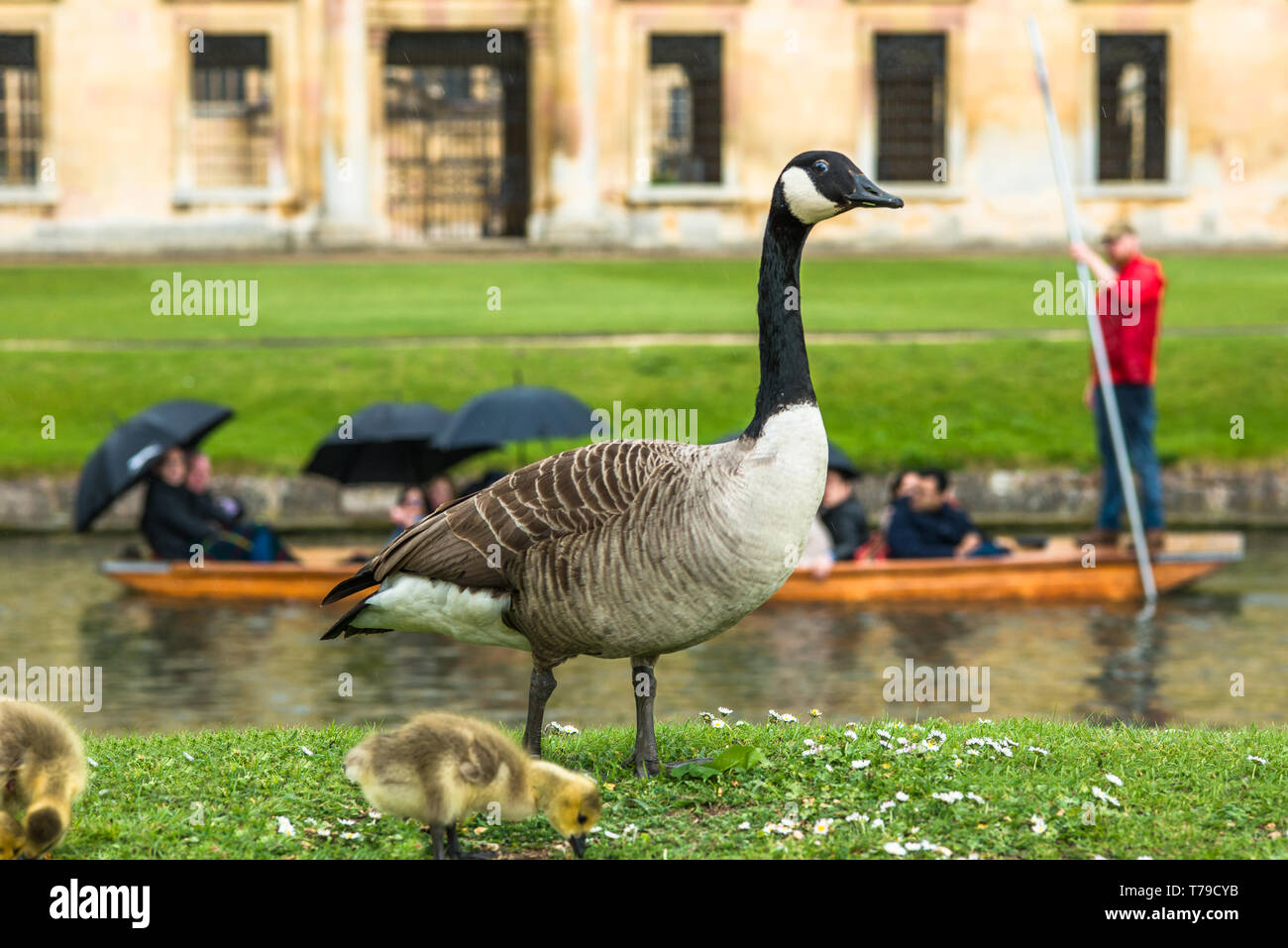 Canadian goose with newly born baby gosling on the banks of the river Cam with punting opposite Wren Library of Cambridge, England, UK. Stock Photo