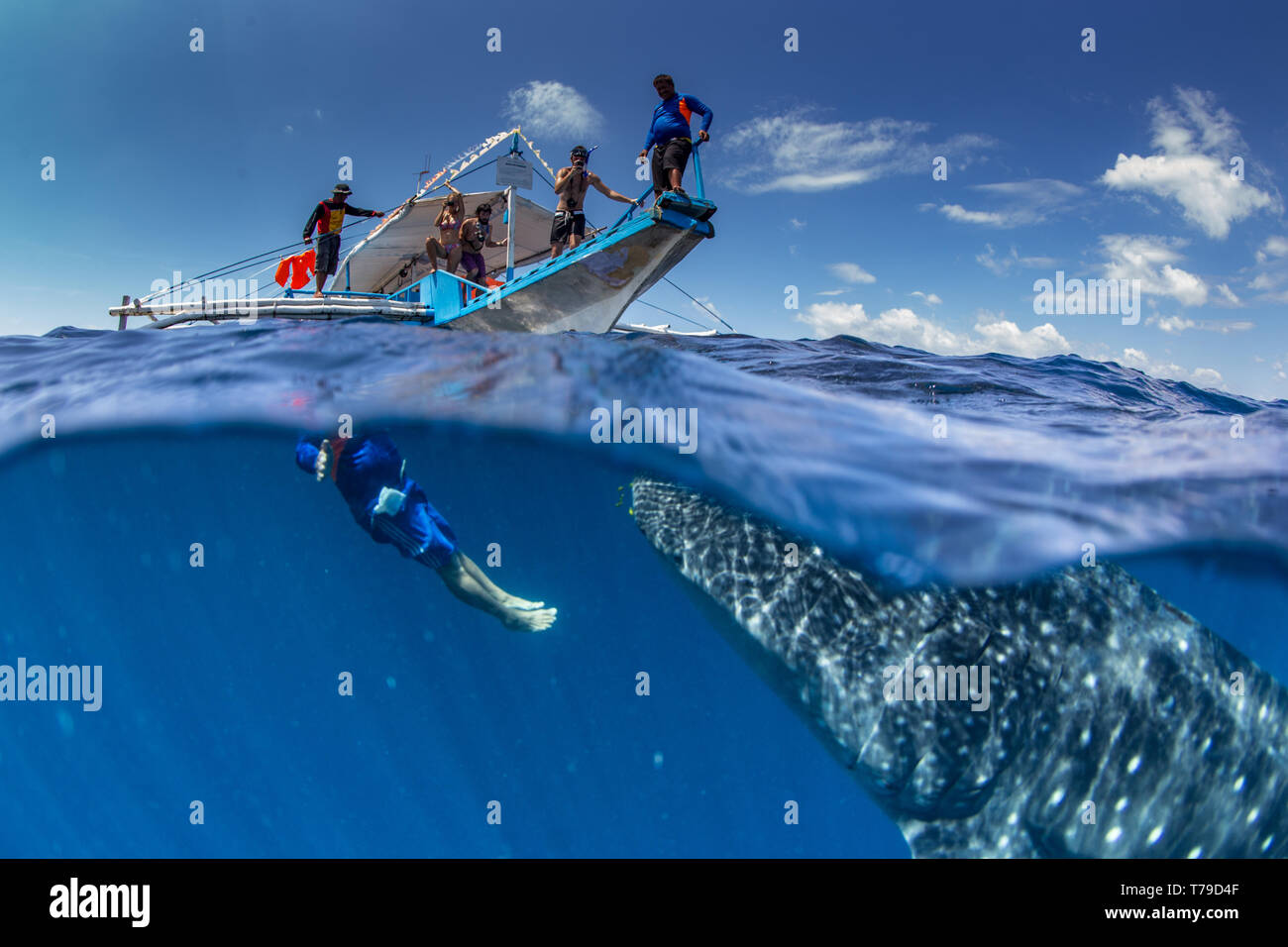 Over under photo of a whale shark (Rhincondon typus) swimming beneath a banca tour boat in Honda Bay, Palawan, the Philippines. Stock Photo