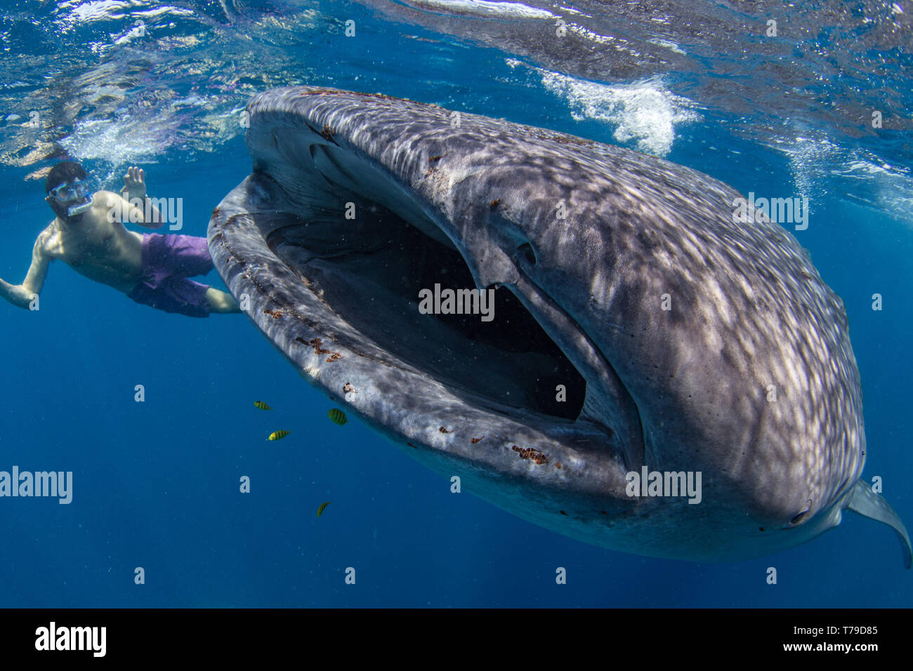 Tourist snorkelling with a juvenile whale shark ( Rhincodon typus ) feeding on the suface in Honda Bay, Puerto Princesa, Palawan, the Philippines. Stock Photo