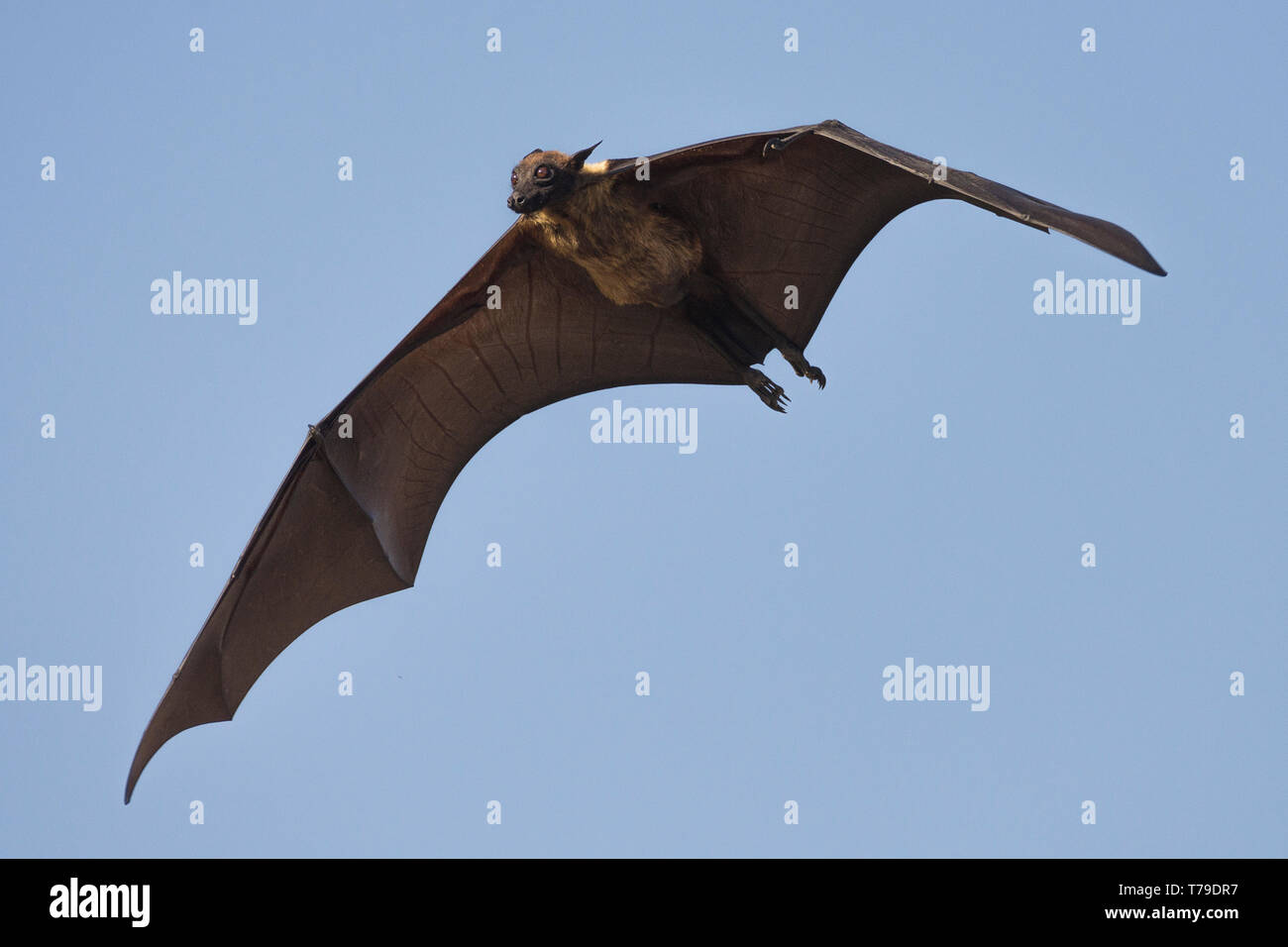 Indian flying fox (Pteropus giganteus) or the greater Indian fruit bat