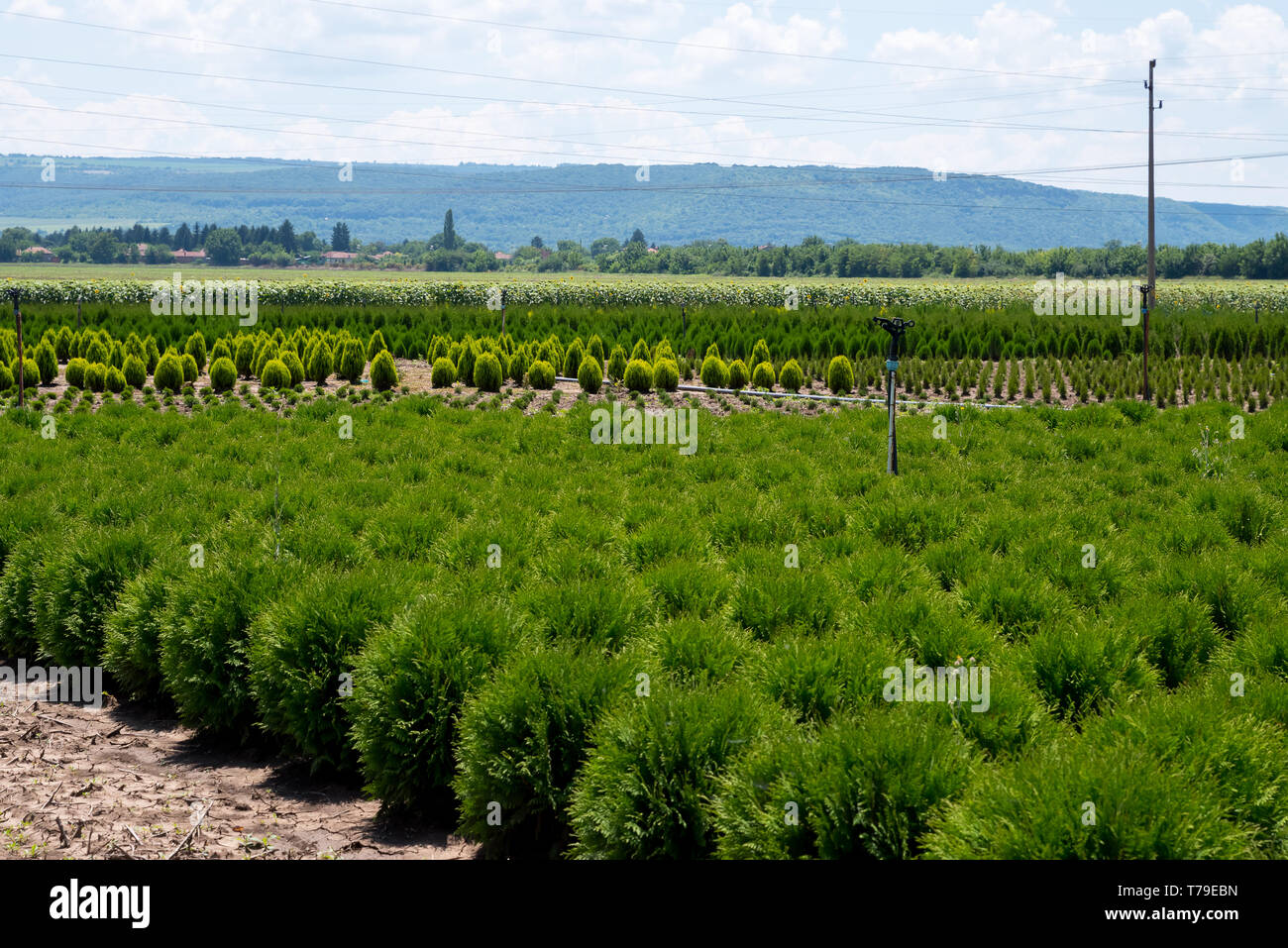 Plant nursery. Young thuja occidentalis in flower pot in garden center. Stock Photo