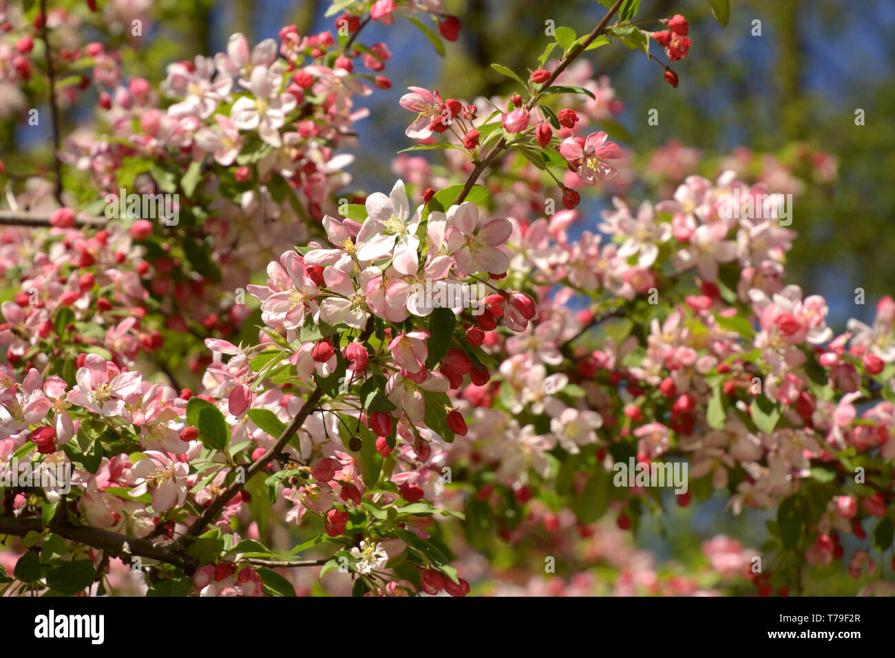 malus floribunda or japenese crab or purple chokeberry in spring, showy crabapple branches in bloom Stock Photo