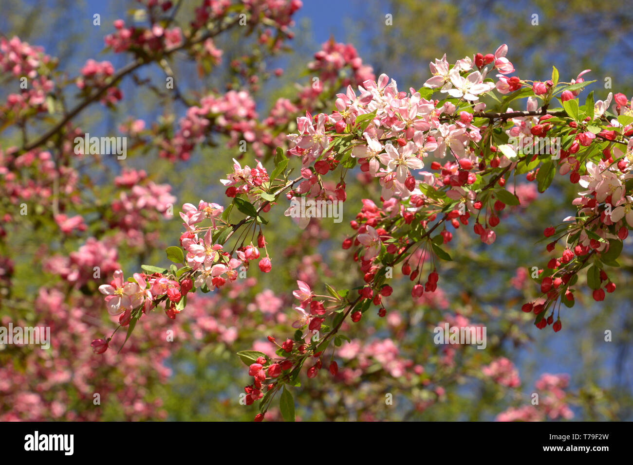 showy crabapple flowers in front of azure sky as spring theme background, malus floribunda or japenese crab or purple chokeberry in spring Stock Photo