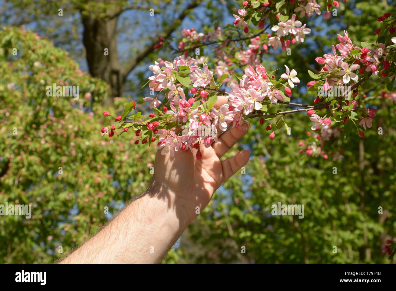 branch of japanese crab in male hand, hand of a man holds the branches of malus floribunda or purple chokeberry in spring Stock Photo