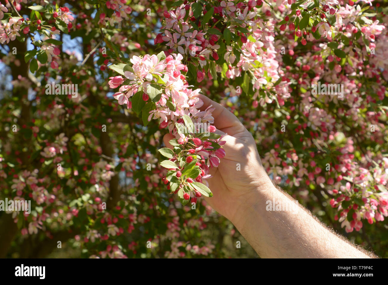 flowering branch of purple chokeberry in hairy male hand lit by the spring sun, branch of japanese crab or malus floribunda in male hand Stock Photo