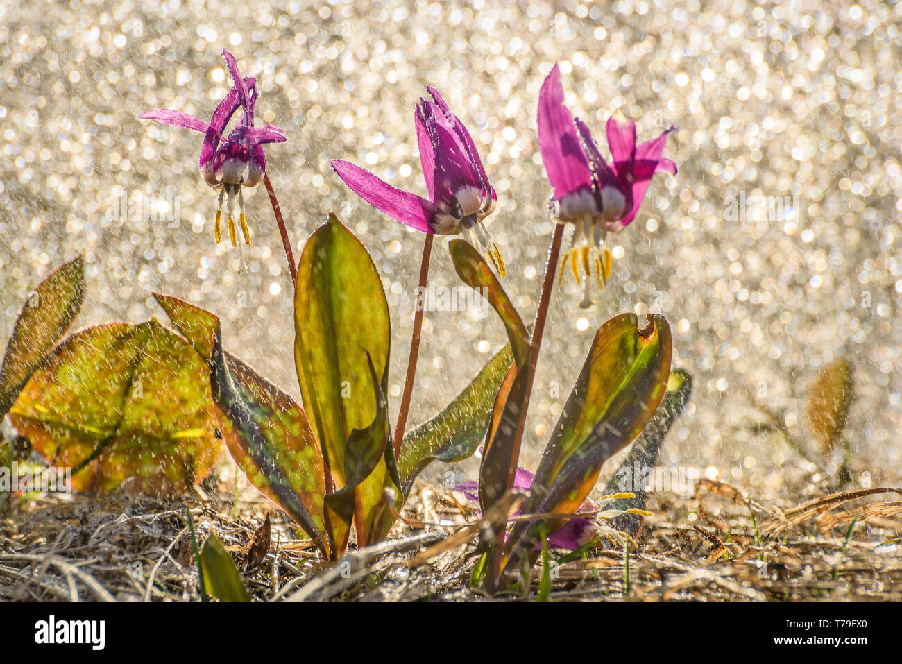 Amazing first spring burgundy wild flowers of Erythronium sibiricum with drops and traces of rain in the meadow close-up with sun glare Stock Photo