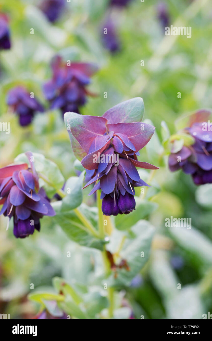 Cerinthe major purpurescens flowers. Stock Photo
