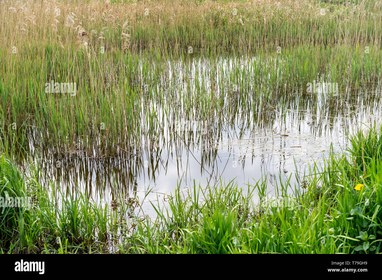Reeds reflected in water Stock Photo
