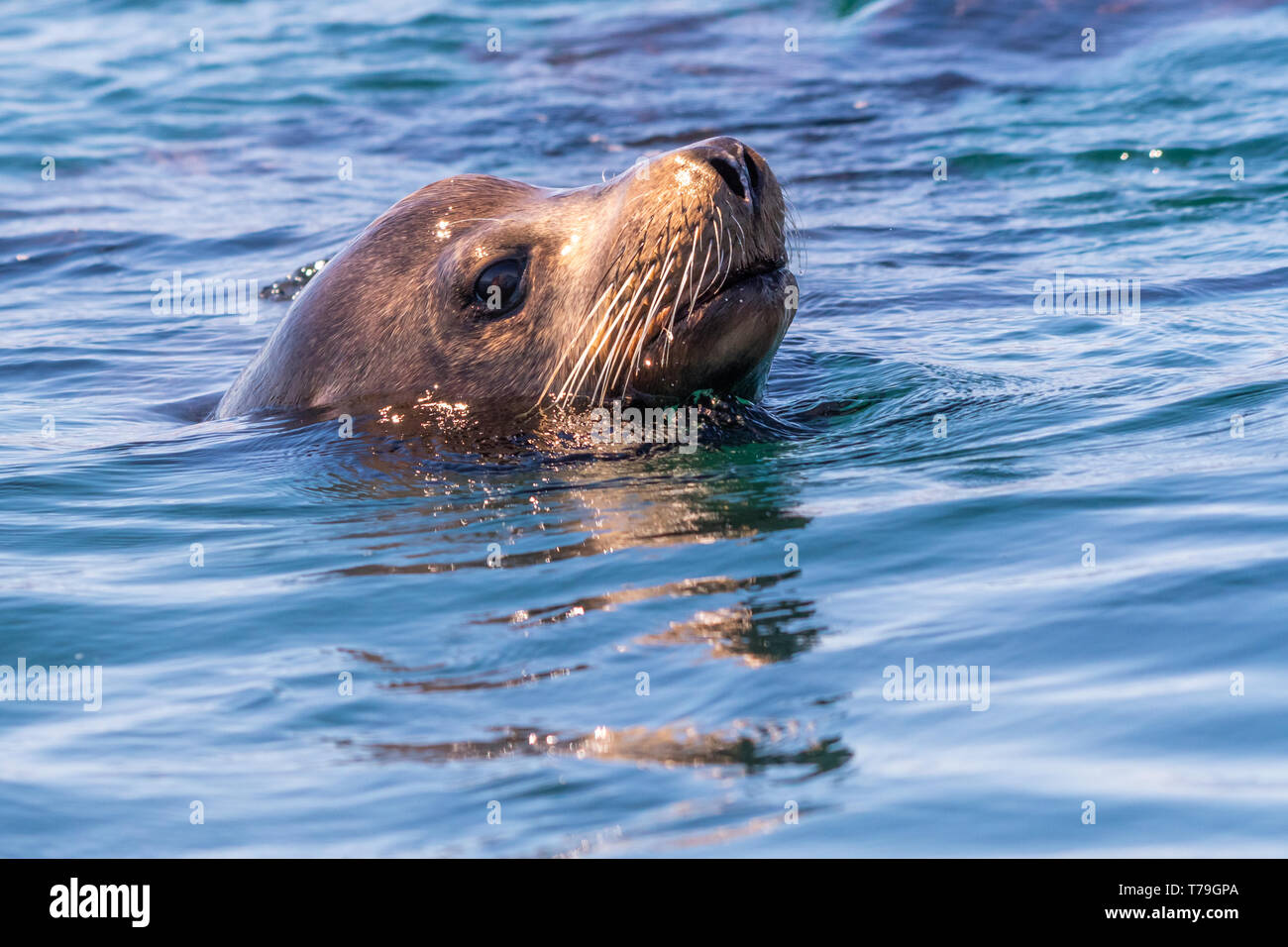 Close up of California Sea Lion (Zalophus californianus) swimming off the coast of Los Islotes, Baja California, Mexico. Stock Photo