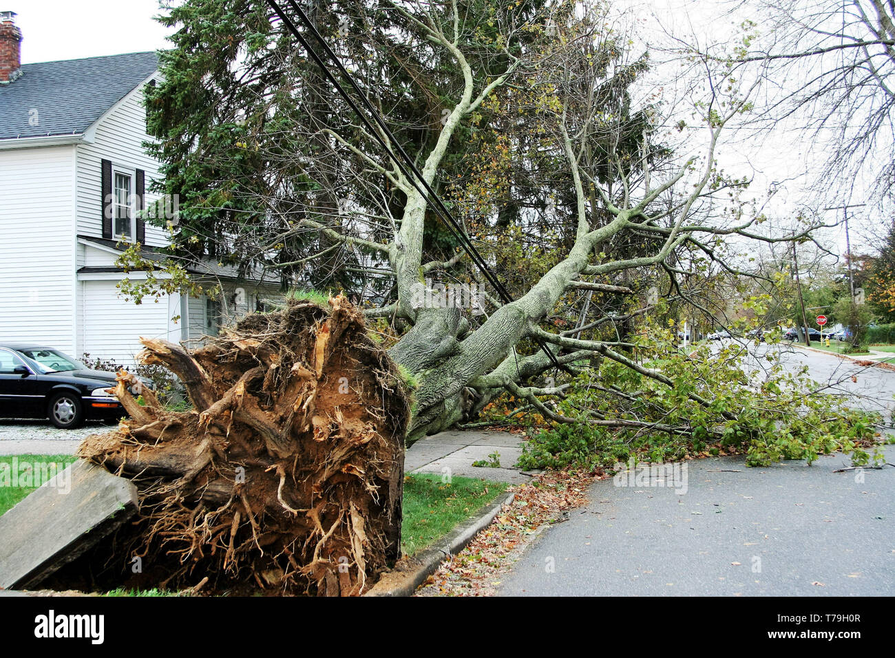Tree falls from hurricane Sandy in Long Island and takes wires and