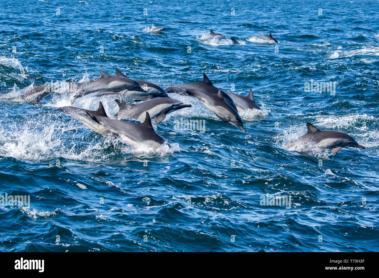Common Dolphin (Delphinus delphis) superpod approaching the boat for bowriding and riding the wake waves, Baja California Stock Photo