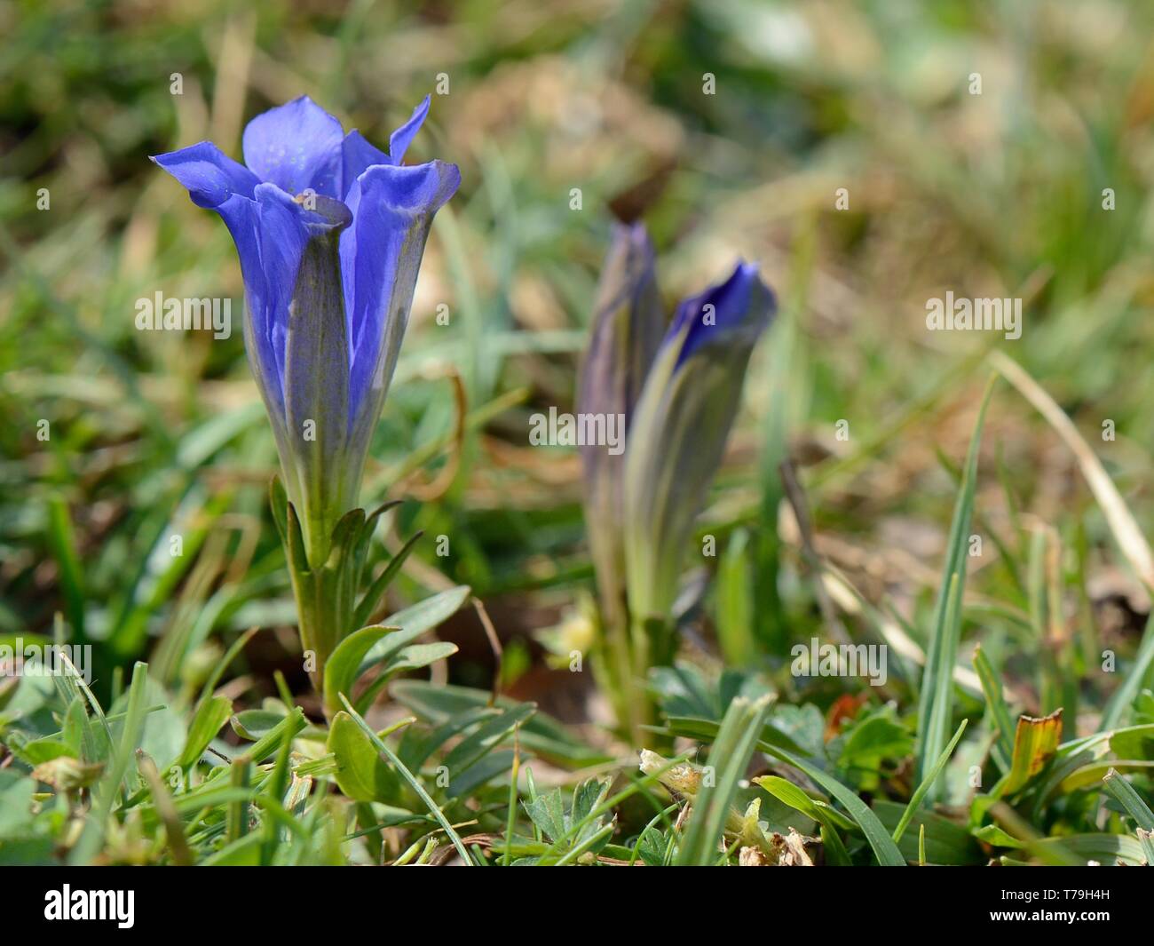 Pyrenean trumpet gentian (Gentiana occidentalis), an endemic species of northern Spain and the Pyrenees, in bloom, Picos de Europa, Spain, August. Stock Photo