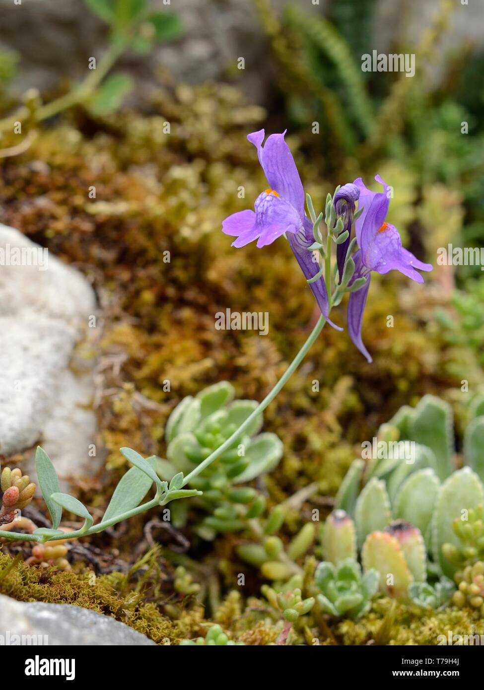 Alpine Toadflax (Linaria alpina filicaulis) flowering on a mountain slope among limestone rocks, Covadonga, Picos de Europa, Asturias, Spain, August. Stock Photo