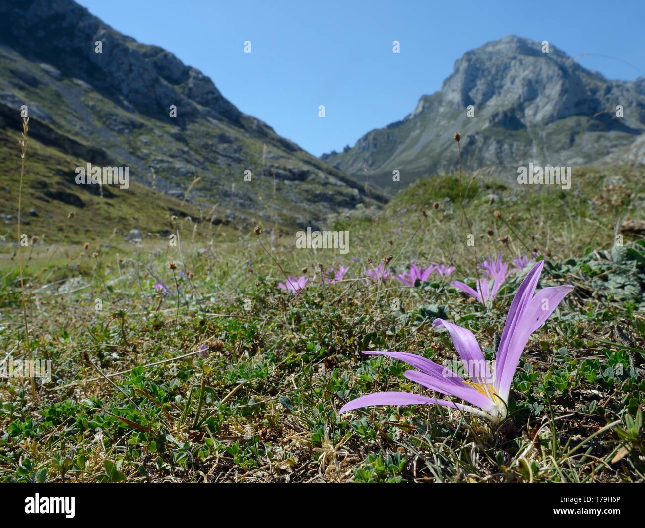 Pyrenean merendera / False meadow saffron (Merendera pyrenaica / Colchicum montanum) flowering on montane pastureland, Picos de Europa, Spain, August. Stock Photo