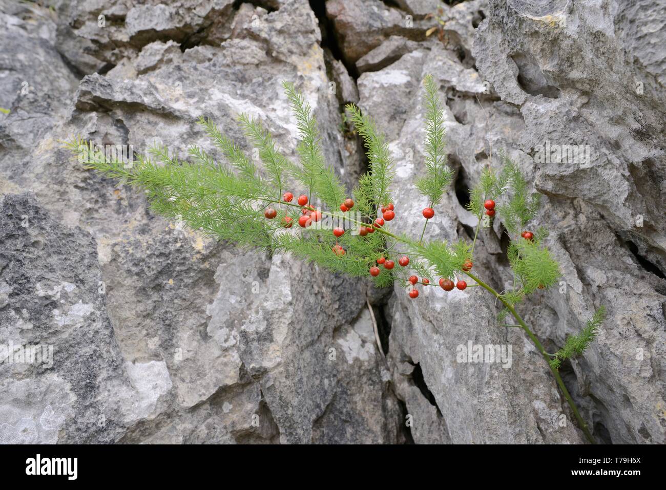 Wild asparagus (Asparagus officinalis) with red fruits, growing among limestone rocks on coastal headland, near Llanes, Asturias, Spain, August. Stock Photo