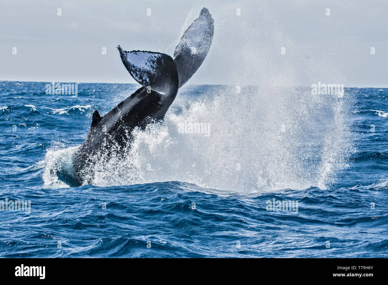 Friendly Humpback Whale (Megaptera novaeangliae) tail slapping / tail breaching in their winter feeding ground at Baja California Stock Photo