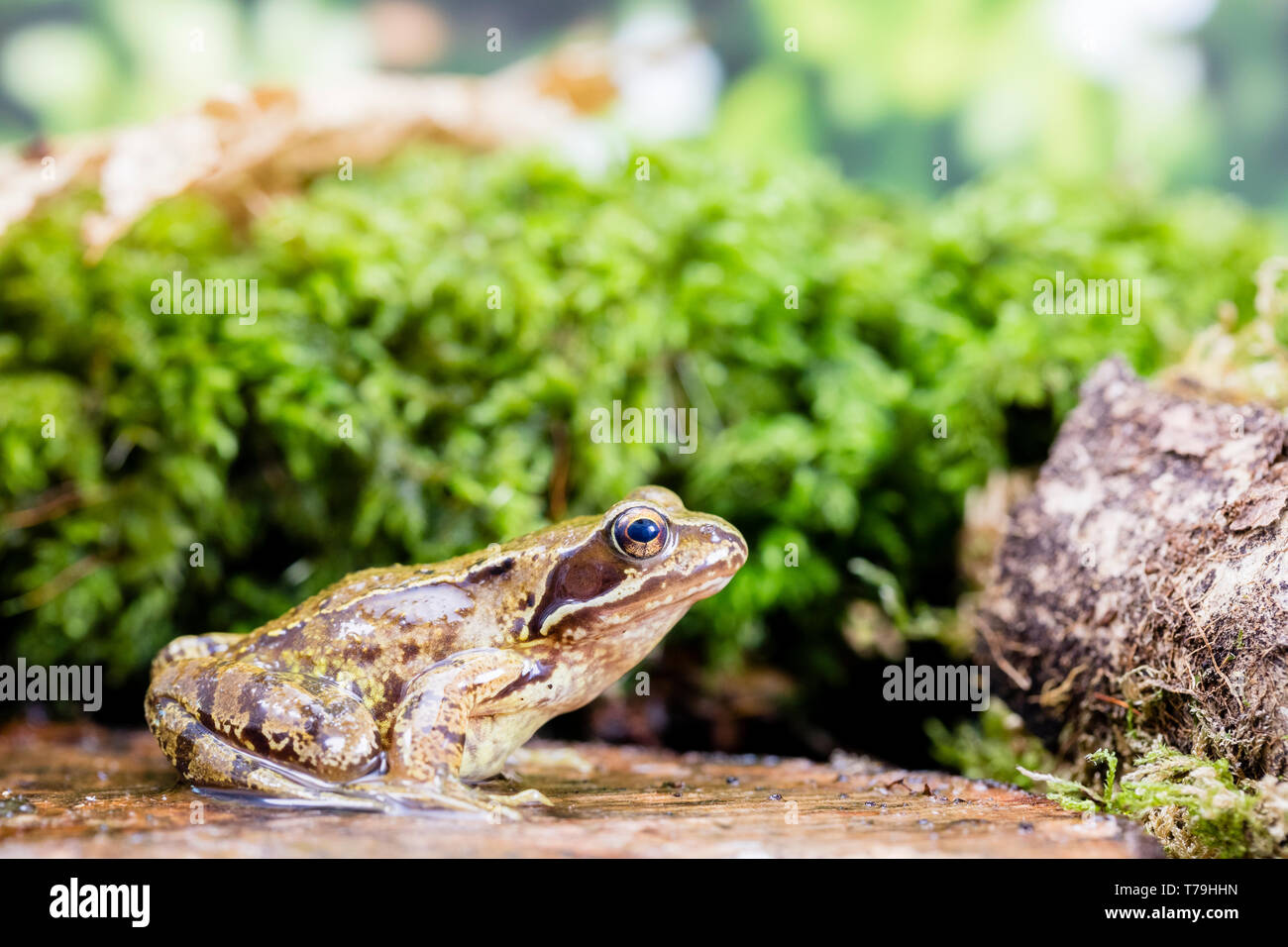 Common frog in Wales in springtime, Photographed in a controlled environment and then returned to where it was found. Stock Photo