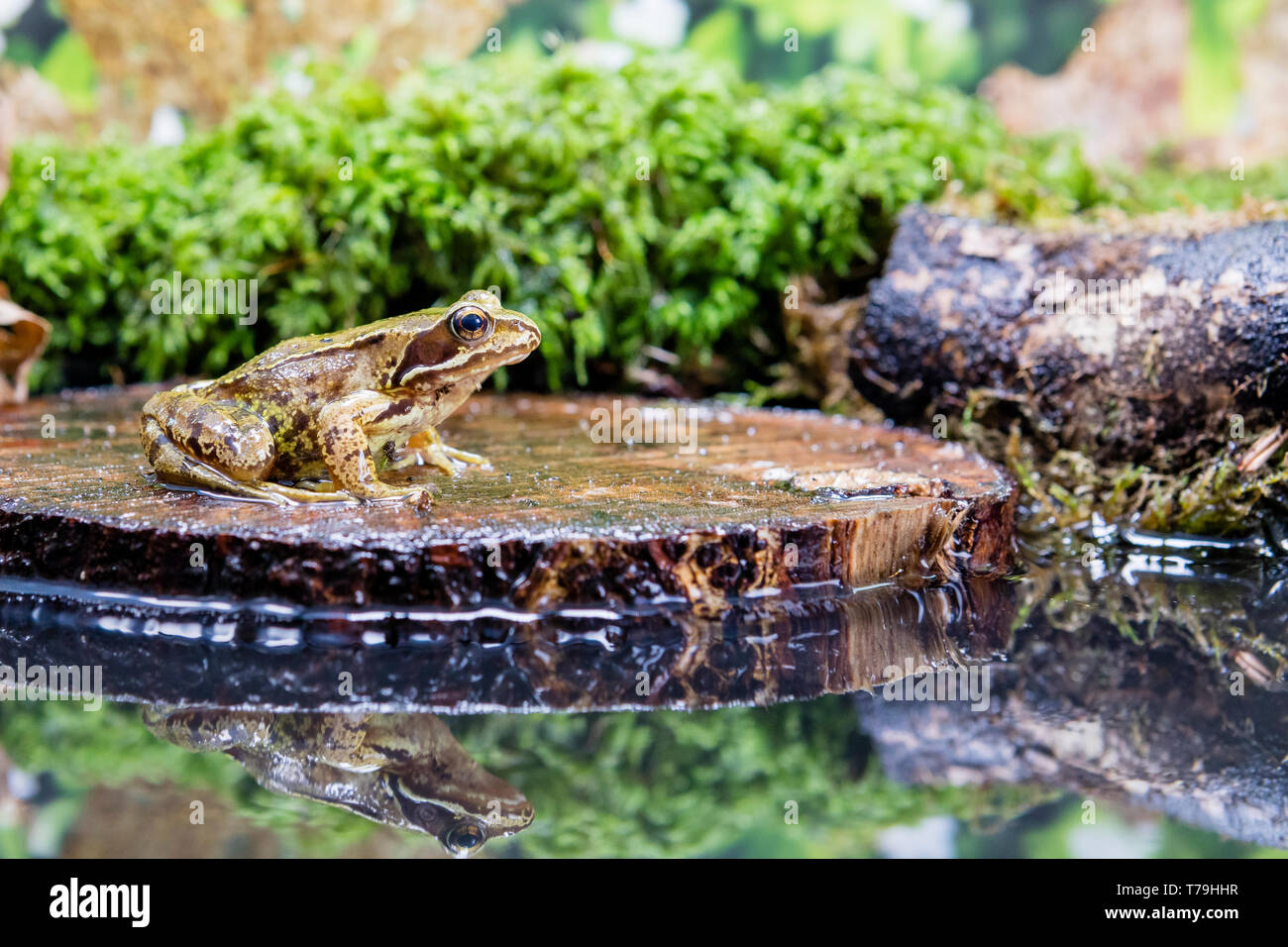 Common frog in Wales in springtime, Photographed in a controlled environment and then returned to where it was found. Stock Photo