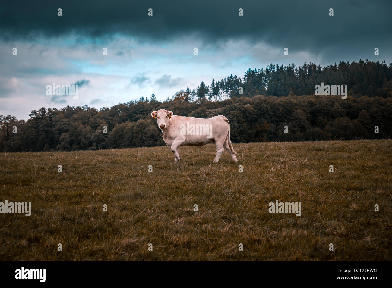 Cow under stormy clouds on a field Stock Photo - Alamy