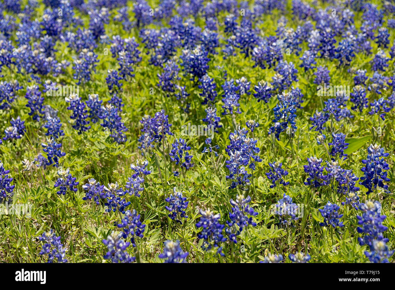 Bluebonnets Growing in Ennis Texas Stock Photo