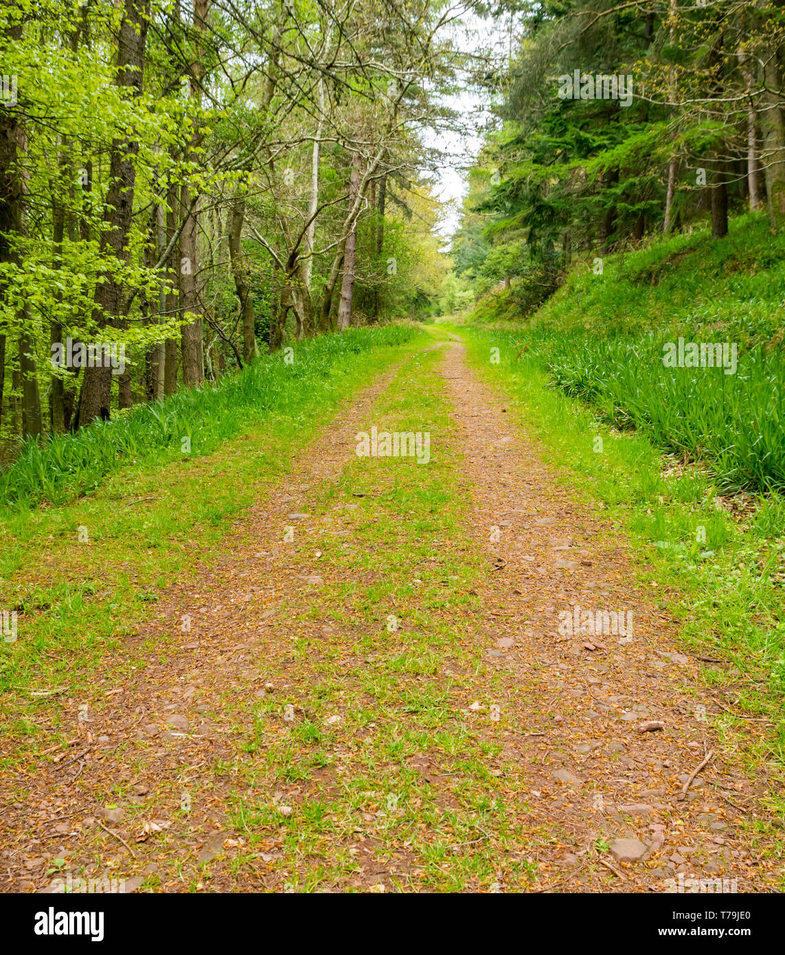 Track leading into distance through woodland forest with beech and fir trees, Pressmennan Wood, East Lothian, Scotland, UK Stock Photo