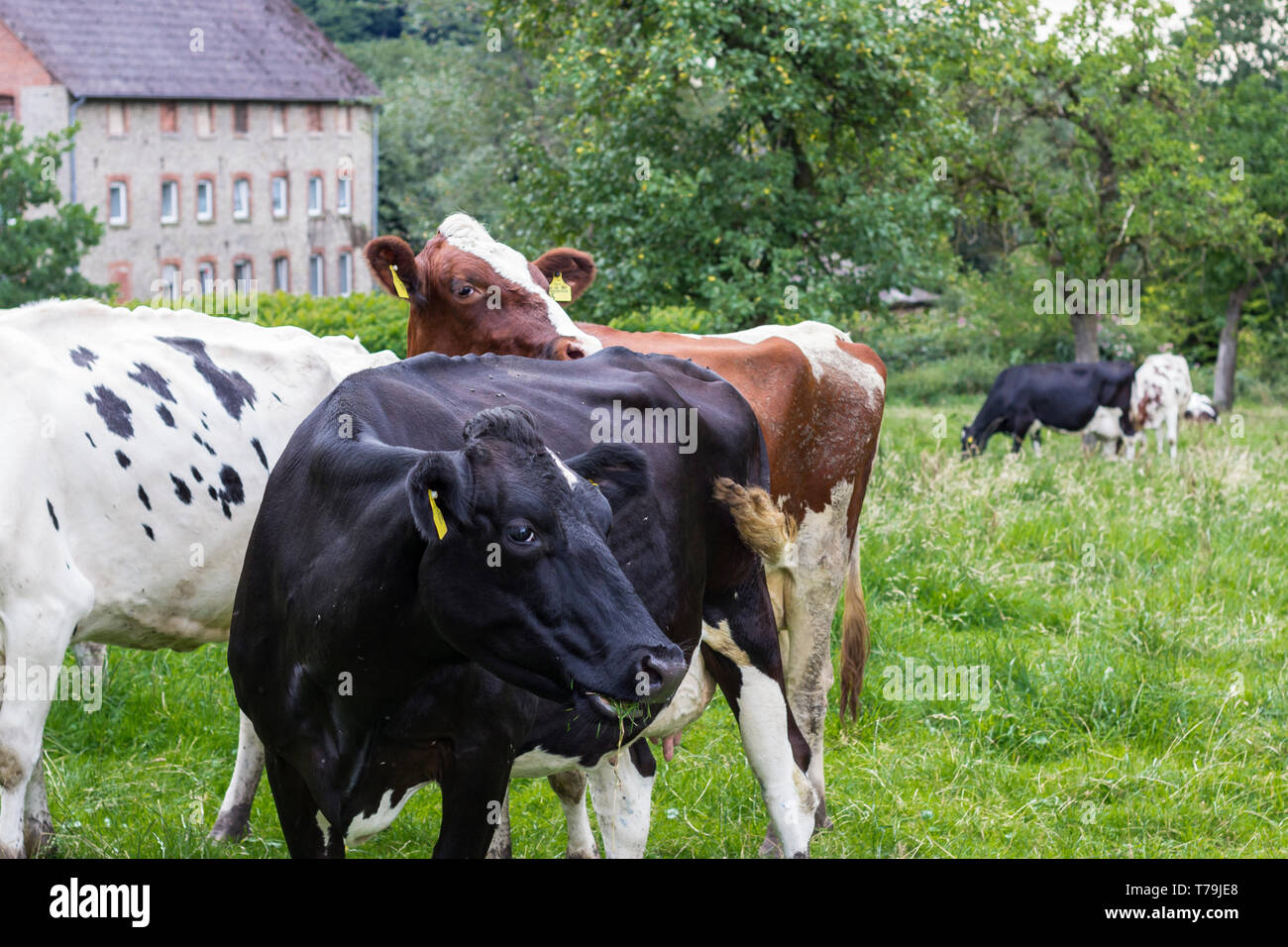 Three Holstein cows in the pasture Stock Photo - Alamy