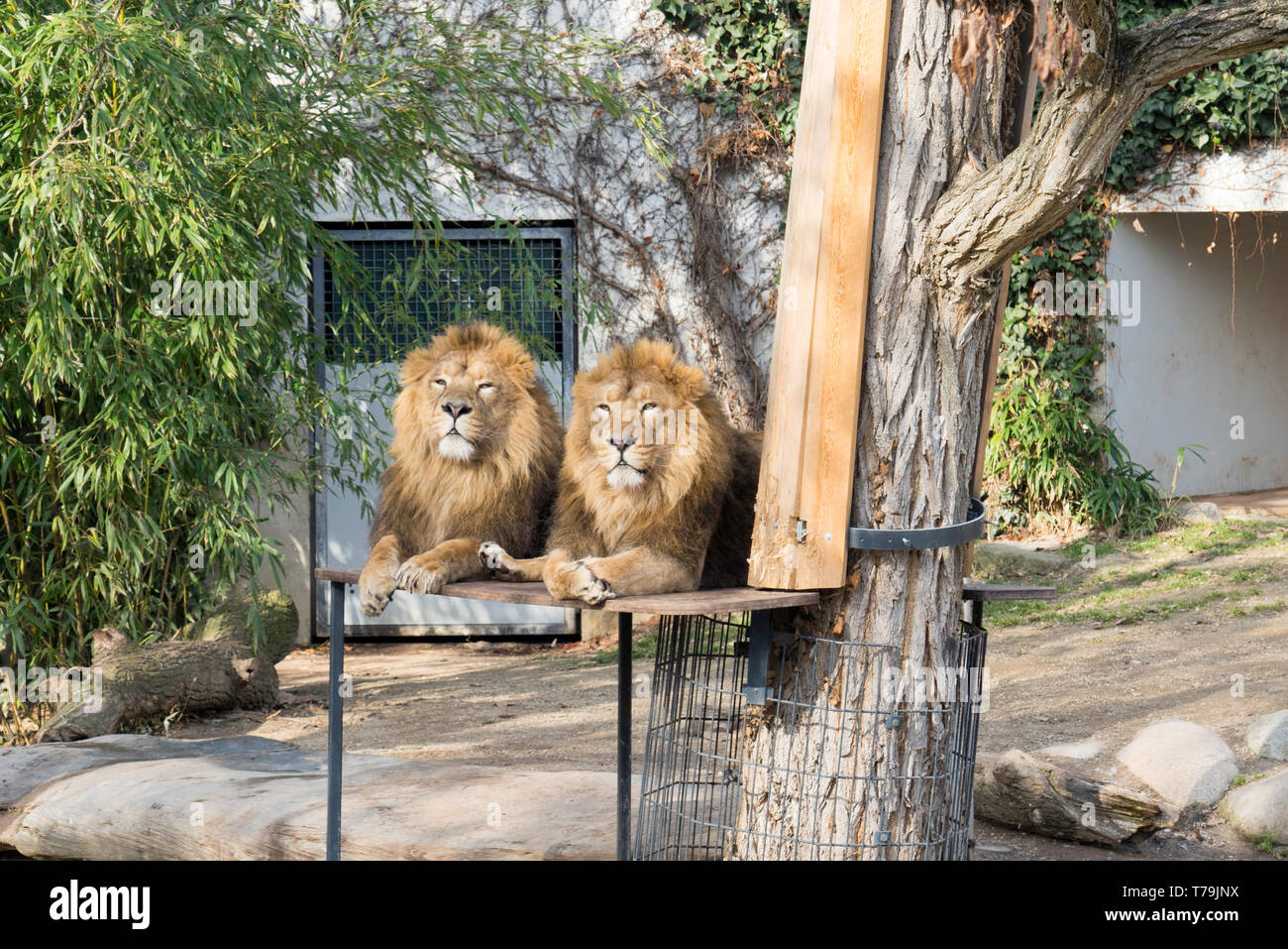 Two animals lions hires stock photography and images Alamy