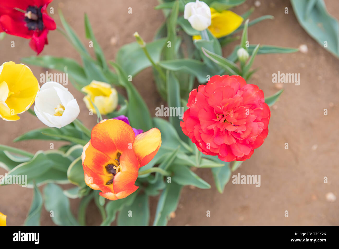 Flower beds with colorful tulips - Image Stock Photo - Alamy
