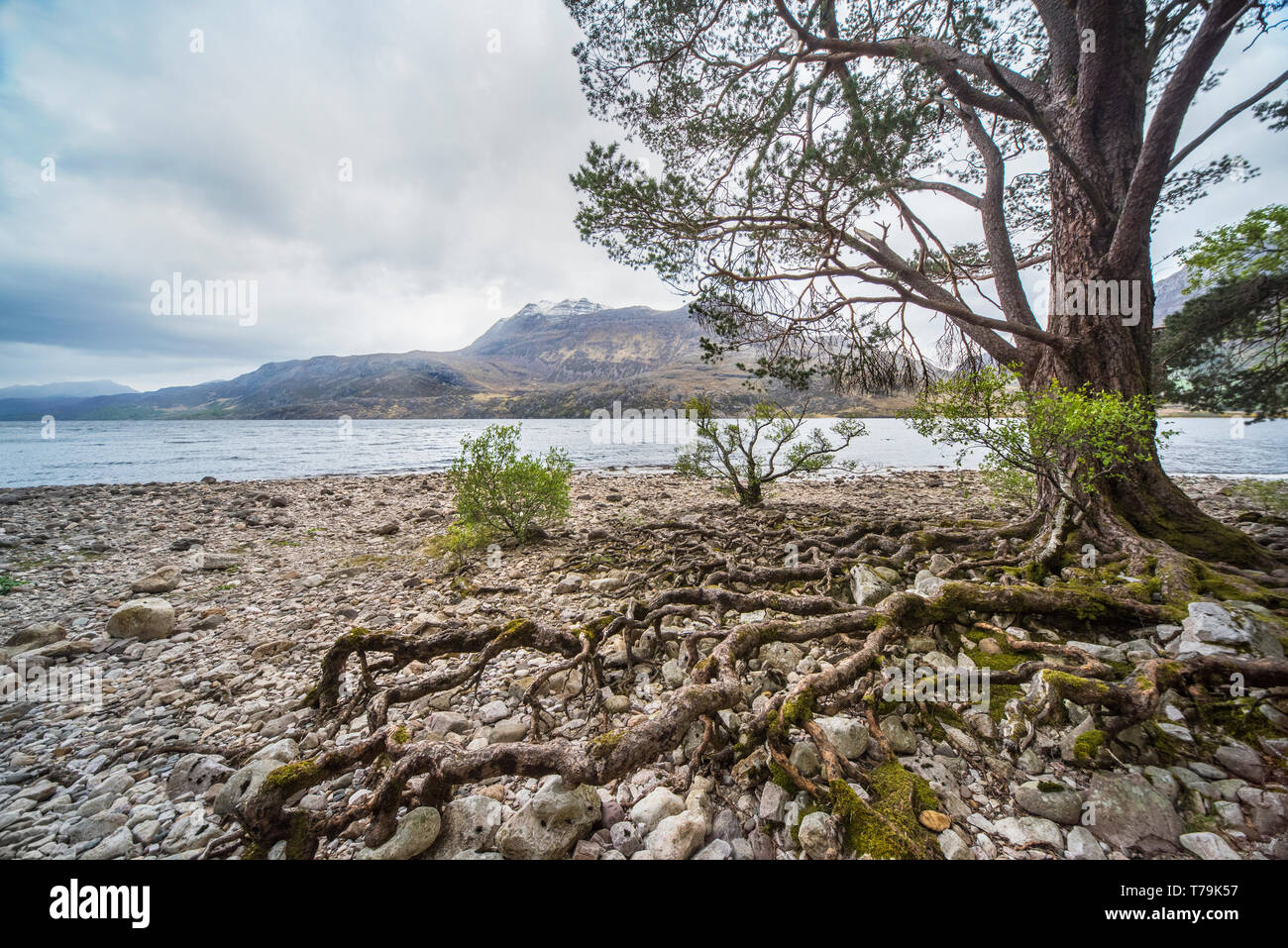 tree roots growing on edge of Loch Maree Scotland Stock Photo - Alamy