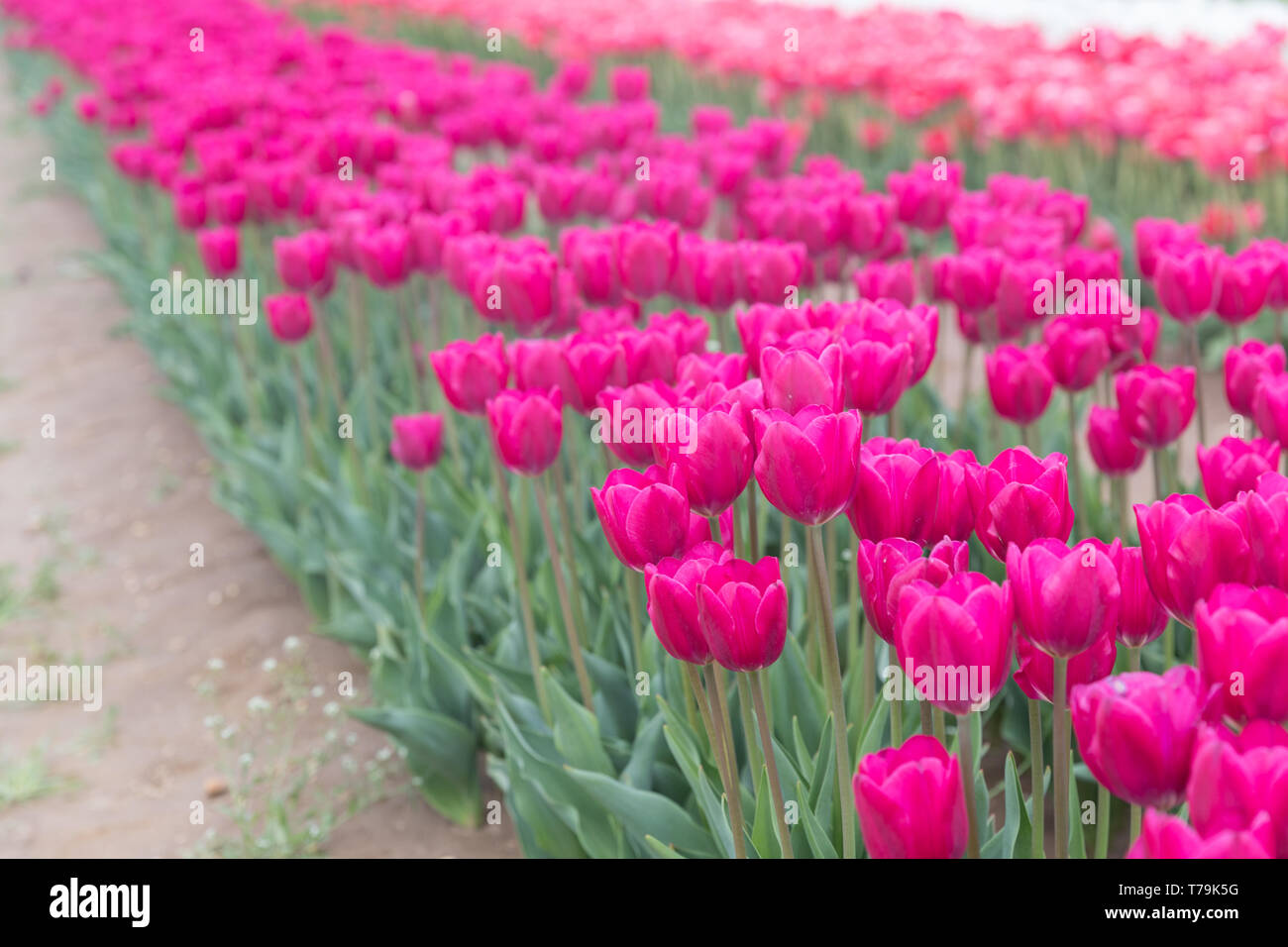 Flower beds with colorful tulips - Image Stock Photo - Alamy