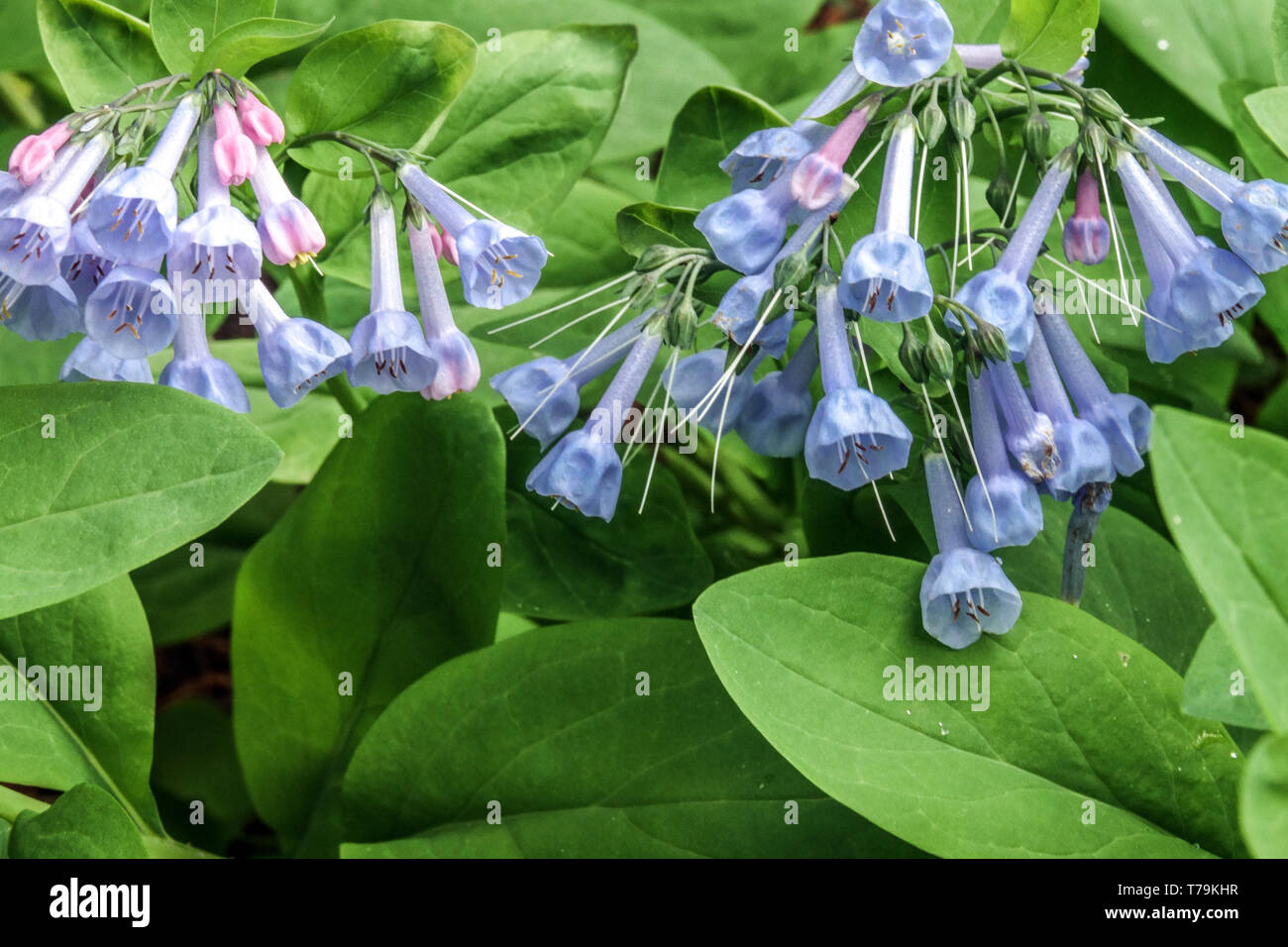 Mountain Bluebell, Mertensia ciliata Stock Photo