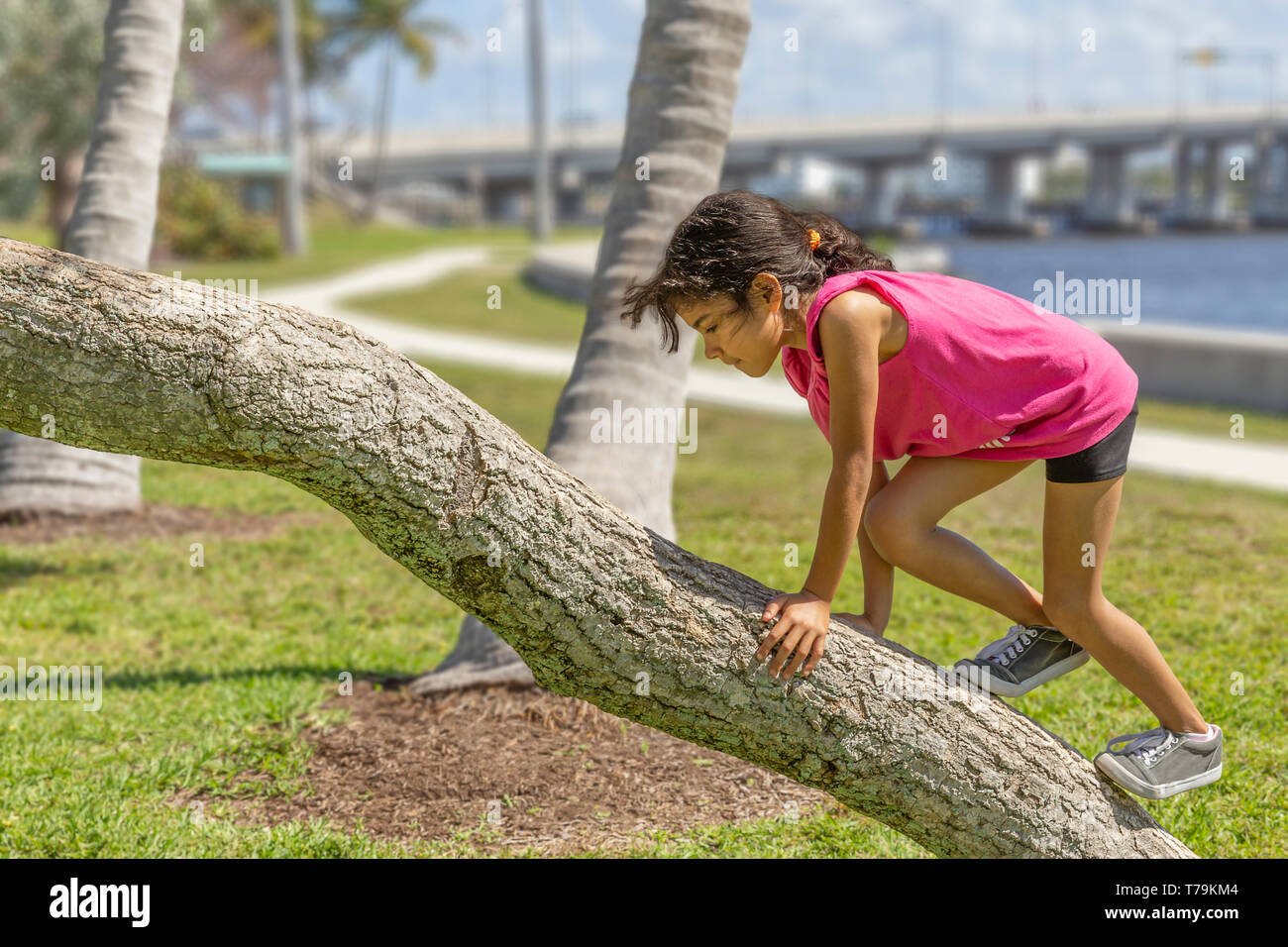 The young schoolgirl makes her way up the trunk. A popular summertime park on the waterfront is where she enjoys exploring the play area. Stock Photo