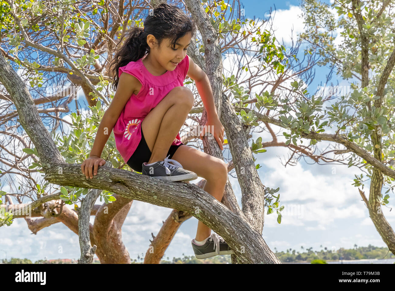 A young schoolgirl enjoys being high up in the trees. On a beautiful sunny day at the park with small trees, an adventurous girl makes her way up. Stock Photo