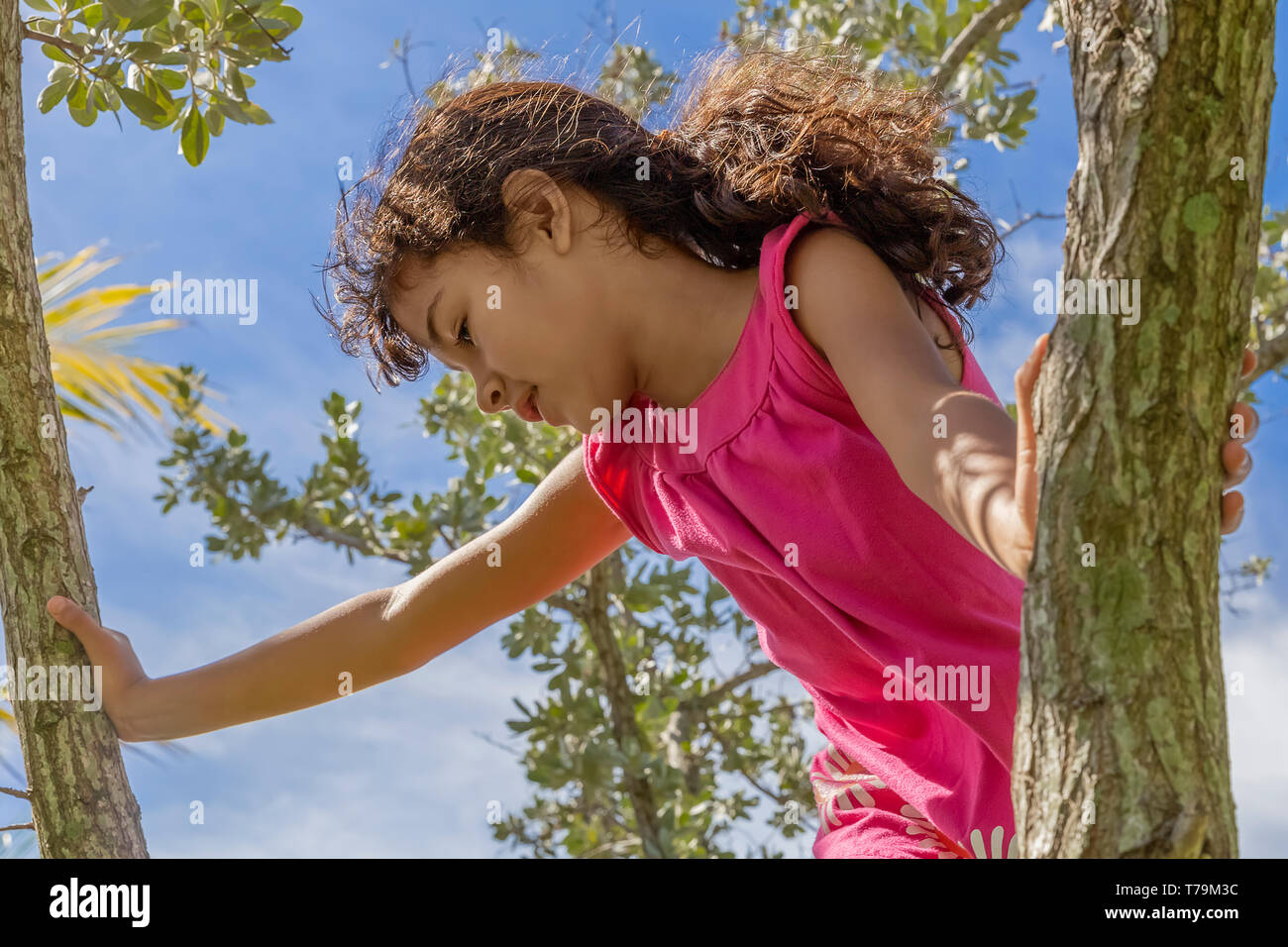 A young girl looks down from the top of a tree. On a sunny day at the park, an adventurous little girl finds herself at the top branch. Stock Photo