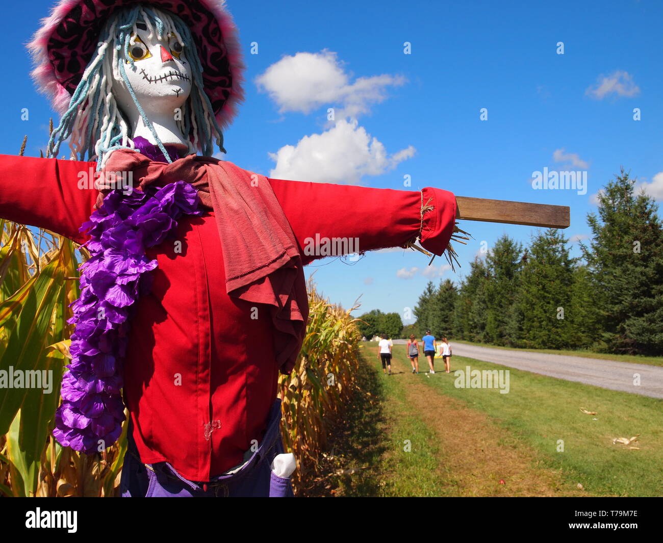 A family walks past a scarecrow in a red shirt standing by a field of corn, Ontario, Canada. Stock Photo