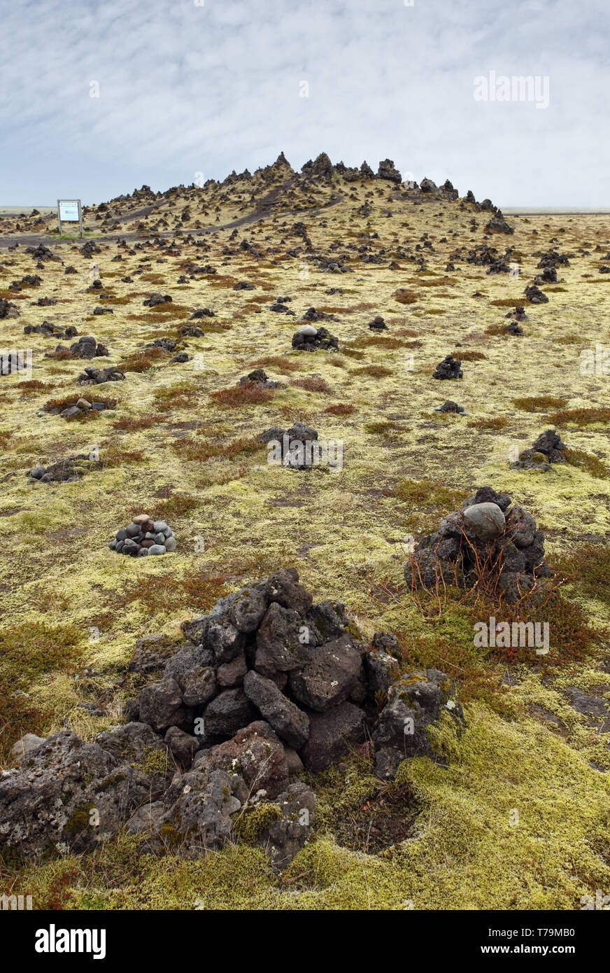 Icelandic moss covers volcanic rock Stock Photo