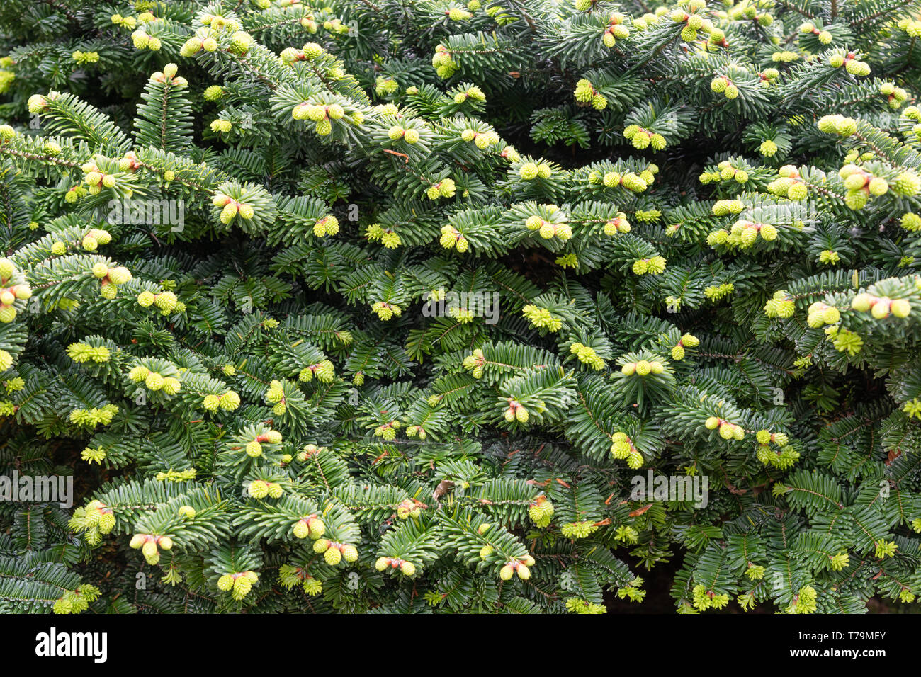 Pinus cembra 'nana' Stock Photo