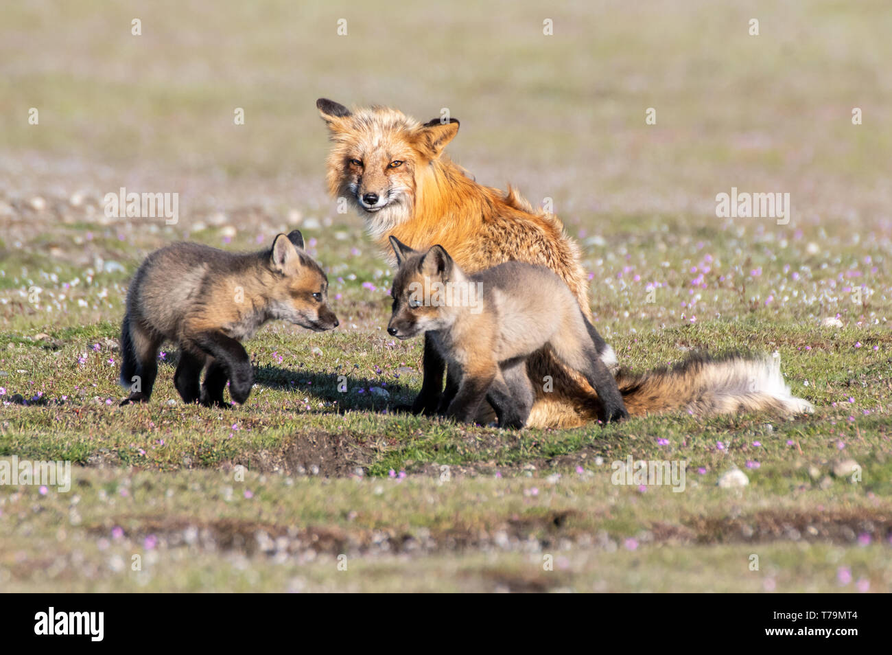 Red fox vixen kit hires stock photography and images Alamy