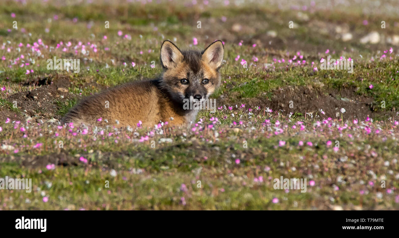 Cute fox among wildflowers hi-res stock photography and images - Alamy