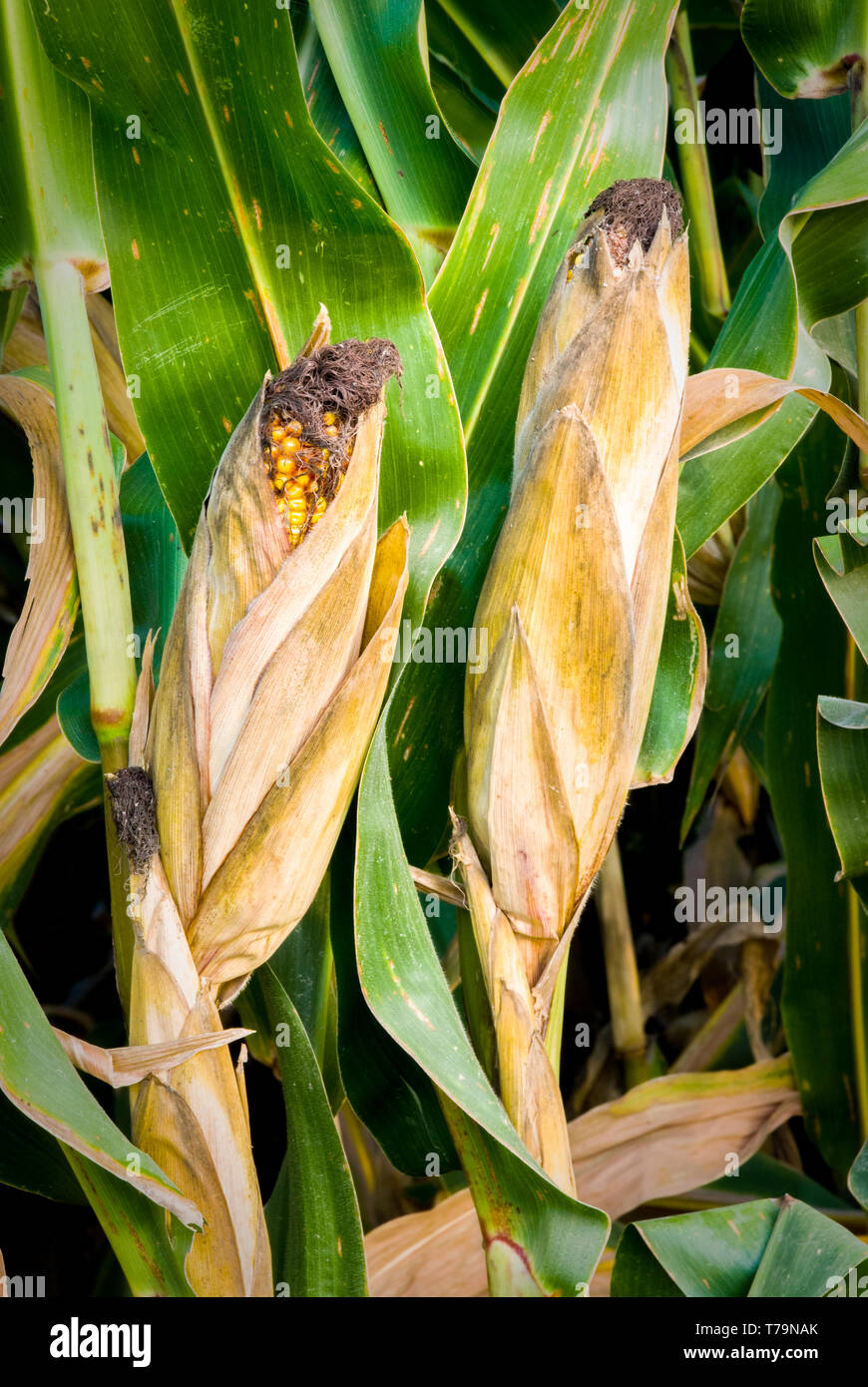 Close up of a farmers crop consisting of two ears of corn Stock Photo