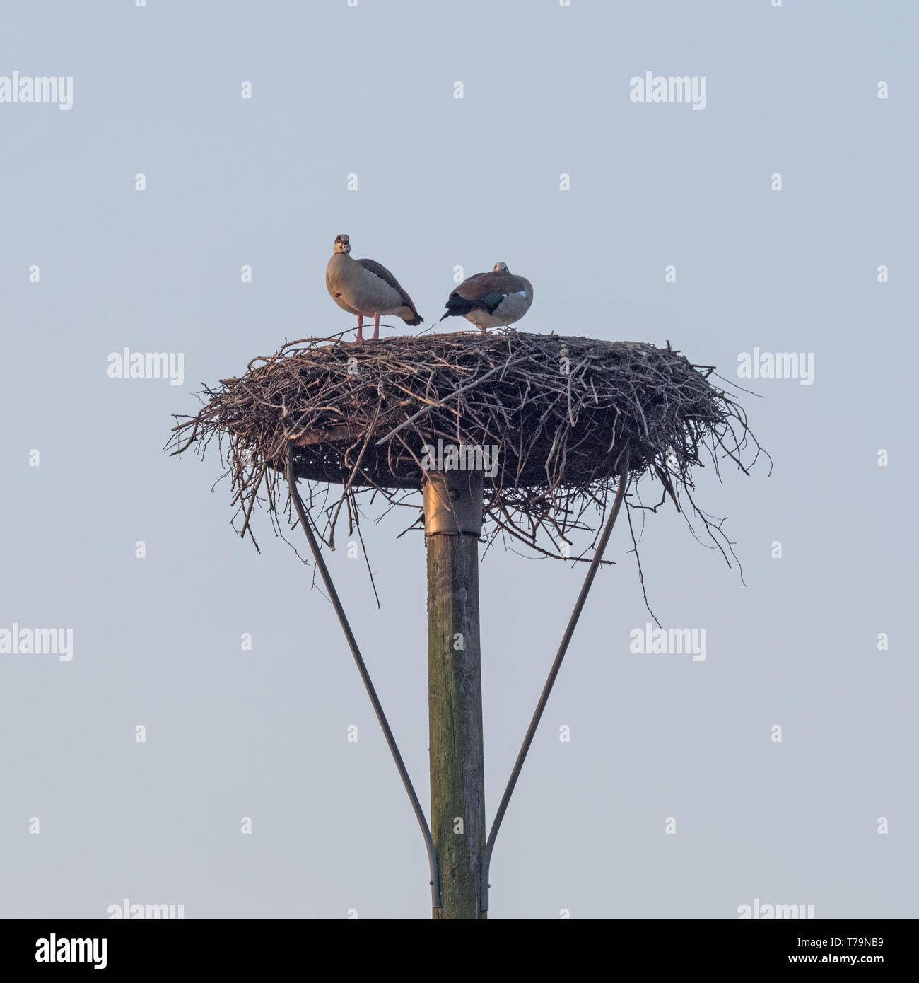 A pair of Egyptian Gooses occupy a stork nest Stock Photo