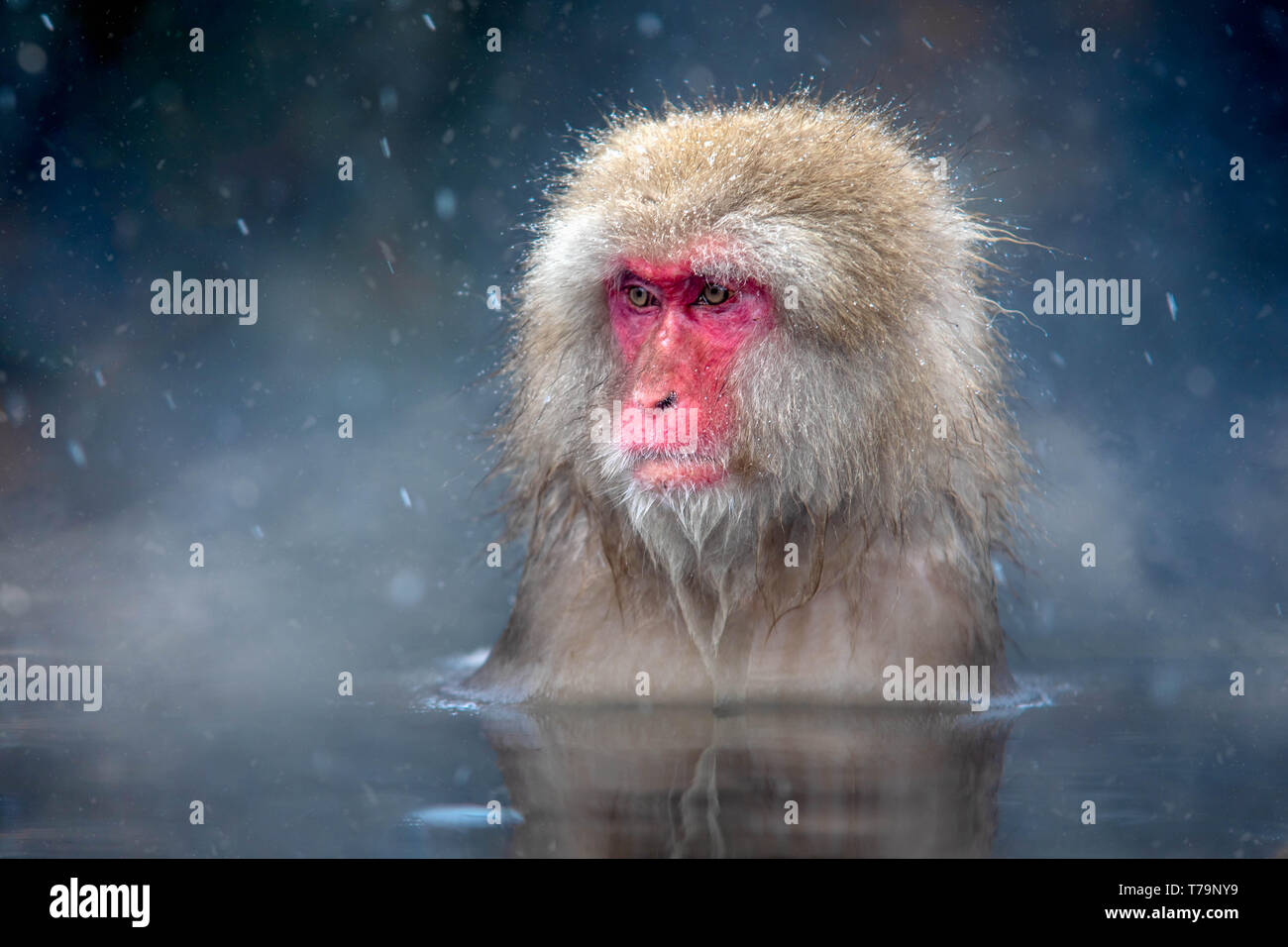 Snow Monkey Stock Photo
