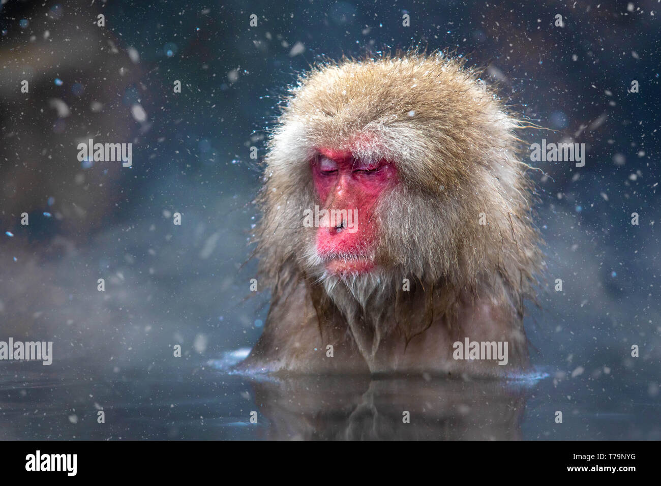 Snow Monkey Stock Photo