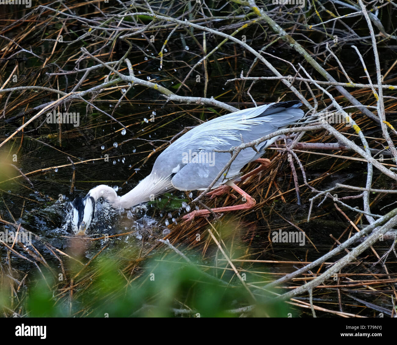 May 2019 - Grey Heron fishing Stock Photo