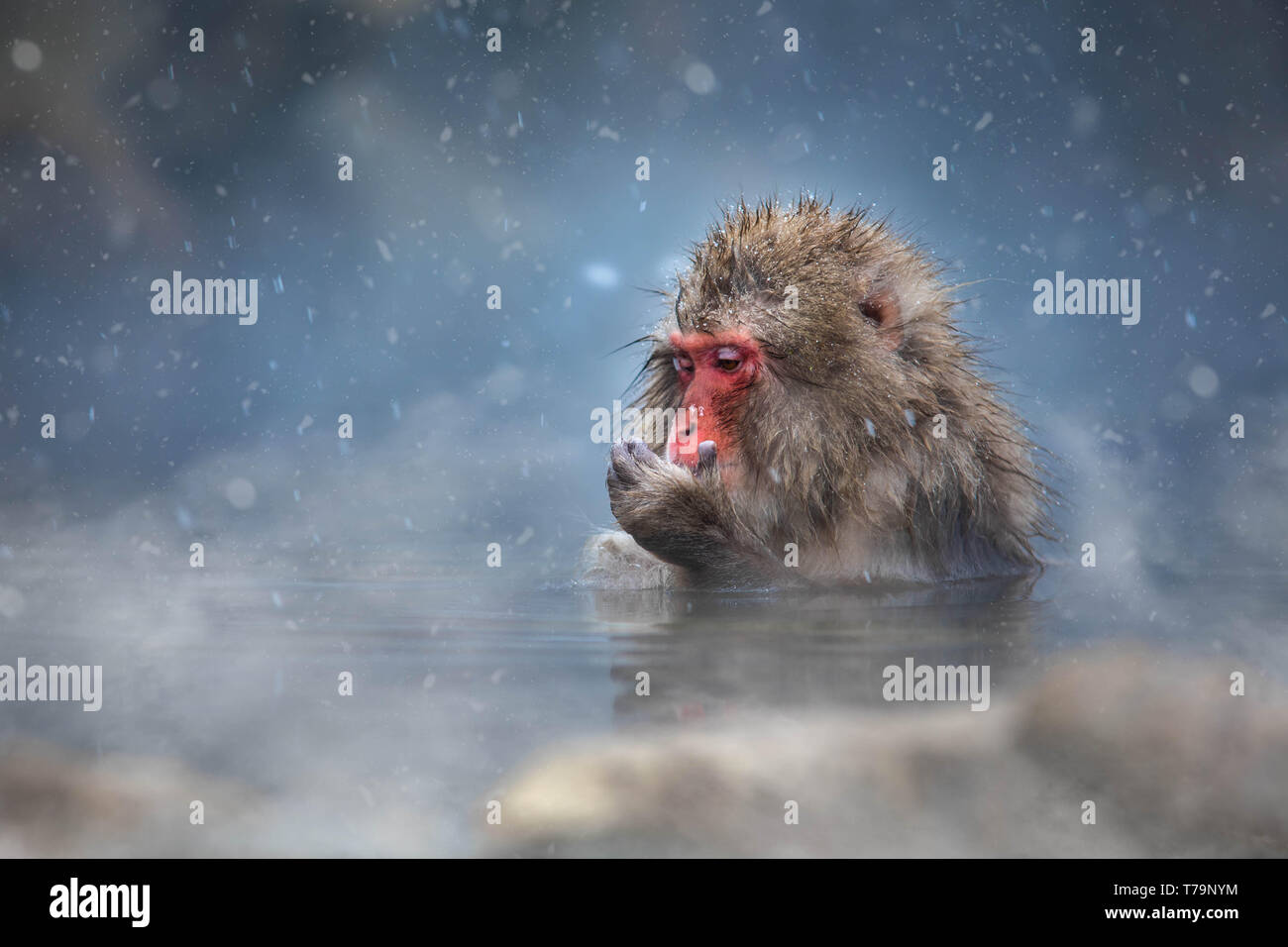 Snow Monkey Stock Photo