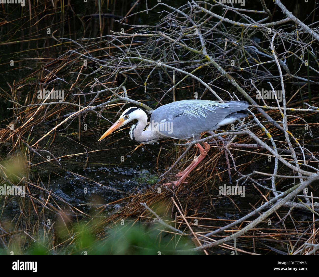 May 2019 - Grey Heron fishing Stock Photo