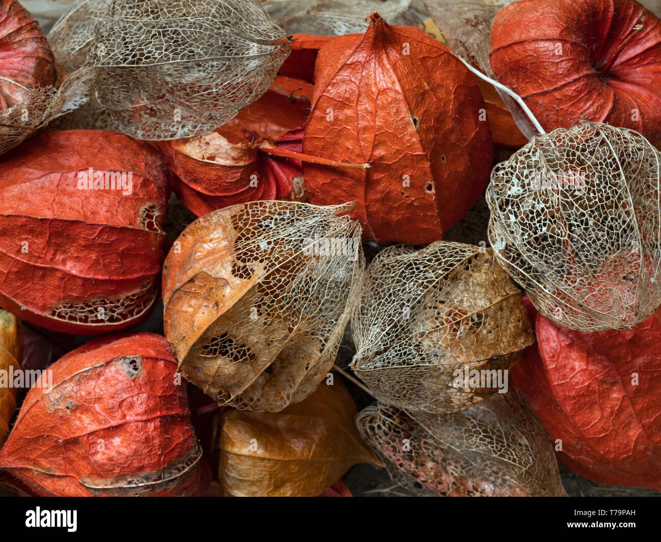 Chinese Lanterns Physalis alkekengi Autumn Stock Photo