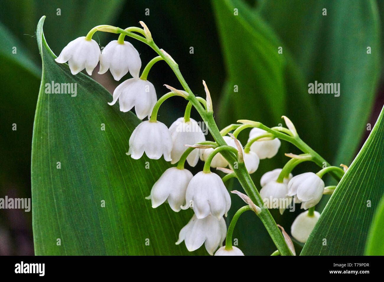 Lily of the valley - small white flowers in the shape of a