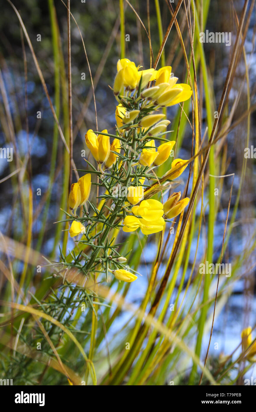 Close-up of some yellow gorse flowers, New Zealand Stock Photo